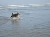 Berger Picard Foto: Ugini im Urlaub auf Borkum (ID 18933) Berger Picard Hund