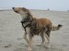 Berger Picard Foto: Ugini mit Sturmfrisur (ID 18929) Berger Picard Hund