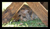 Berger Picard Foto: Pause... (Foto by Schnette) (ID 41047) Berger Picard Hund