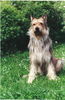 Berger Picard Foto (ID 30429) Berger Picard Hund