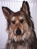 Berger Picard Foto: Orcan (Cas) 5 jaar (ID 12821) Berger Picard Hund