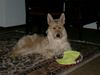 Berger Picard Foto: Siri, 16 Monate alt, und immer noch so verspielt. (ID 20921) Berger Picard Hund