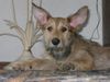 Berger Picard Foto: Sara, 13 Wochen alt (ID 20920) Berger Picard Hund