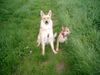 Berger Picard Foto: Siri und Sara / de la Vallée du Mouton (ID 21429) Berger Picard Hund