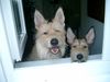 Berger Picard Foto: ...na, wo bleibt denn das Frauchen?.... (ID 22490) Berger Picard Hund