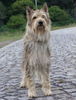 Berger Picard Foto (ID 24425) Berger Picard Hund