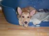 Berger Picard Foto: Uno Felix de Bene Gesserit genannt Felix 15 Wochen alt (ID 10401) Berger Picard Hund