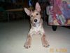 Berger Picard Foto: Felix mit 4 Monaten (ID 10909) Berger Picard Hund