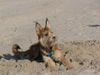 Berger Picard Foto: Cheyenne in der Picardie beim buddeln (ID 40480) Berger Picard Hund