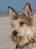 Berger Picard Foto: Beau(Ferdi)in der Picardie (ID 40479) Berger Picard Hund