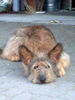 Berger Picard Foto: \\\\ (ID 39307) Berger Picard Hund