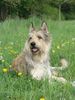 Berger Picard Foto: Shello des Mandarines Bleues (ID 13306) Berger Picard Hund