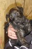 Berger Picard Foto: der liebe chewie (ID 41019) Berger Picard Hund