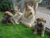 Berger Picard Foto: Nike mit ihren Babies (ID 36226) Berger Picard Hund