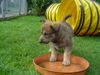 Berger Picard Foto: Hallo,Große (ID 36227) Berger Picard Hund