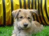 Berger Picard Foto: Aquina Valle de los Volcanos (ID 36228) Berger Picard Hund