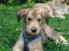 Berger Picard Foto: Alon 11 Wochen (ID 23013) Berger Picard Hund