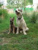 Berger Picard Foto: ferdinand und cheyenne (ID 38921) Berger Picard Hund