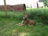 Berger Picard Foto: cheyenne (ID 38922) Berger Picard Hund