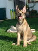 Berger Picard Foto: Cheyenne 15 Wochen (ID 39332) Berger Picard Hund
