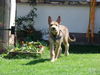 Berger Picard Foto: Cheyenne (ID 39492) Berger Picard Hund