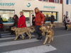 Berger Picard Foto: Conty 2007 ,Ferdi,Cheyenne (ID 40478) Berger Picard Hund