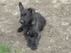 Berger Picard Foto: Merlin mit 9 Wochen (ID 11239) Berger Picard Hund