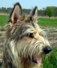 Berger Picard Foto: Shello des mandarines Bleues (ID 1198) Berger Picard Hund