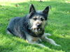 Berger Picard Foto: Rambo (ID 28357) Berger Picard Hund