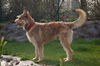 Berger Picard Foto: Alan de la Mare aux Chouans (ID 31069) Berger Picard Hund