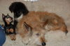 Berger Picard Foto: Comic und seine Freunde (ID 41600) Berger Picard Hund