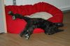 Berger Picard Foto: Morty testet ihr neues Bettchen (ID 12556) Berger Picard Hund