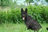 Berger Picard Foto: Morty (6 Monate) (ID 12553) Berger Picard Hund