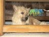 Berger Picard Foto: Hier hab ich mich versteckt, will meine Ruhe haben. (ID 13185) Berger Picard Hund