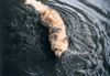 Berger Picard Foto: Wasser ist für mich einfach toll, da möchte ich am liebsten nicht mehr rauskommen. (ID 12812) Berger Picard Hund