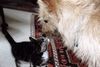 Berger Picard Foto: Mit Fridolin macht das spielen Spass (ID 12697) Berger Picard Hund