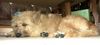 Berger Picard Foto: Herrchen hat mich gefunden (ID 13186) Berger Picard Hund