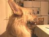 Berger Picard Foto: Dies ist unser lieber Freund (ID 12557) Berger Picard Hund