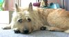Berger Picard Foto: Jetzt bin ich müde ! (ID 12596) Berger Picard Hund