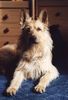 Berger Picard Foto: Bin ich nicht ein Schöner ? (ID 12699) Berger Picard Hund