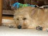 Berger Picard Foto: Einfach nur ich ! (ID 13187) Berger Picard Hund