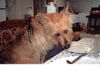 Berger Picard Foto: Hier nasche ich gerade (ID 12592) Berger Picard Hund