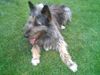 Berger Picard Foto: Filou im Garten (ID 40041) Berger Picard Hund