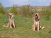 Berger Picard Foto: Fleur zu Besuch bei Shello (ID 3332) Berger Picard Hund
