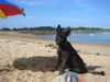Berger Picard Foto: Morty (6 Monate) auf Urlaub in Frankreich (ID 12552) Berger Picard Hund