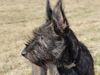 Berger Picard Foto: Frodo (Vidoc du Clos de la lune Rousse) 5 Monate (ID 18731) Berger Picard Hund