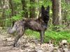 Berger Picard Foto: Frodo (Vidoc du Clos de la lune Rousse) 8 Monate (ID 21333) Berger Picard Hund