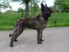 Berger Picard Foto: Frodo als Fotomodell (Vidoc du Clos de la lune Rousse) 8 Monate (ID 21334) Berger Picard Hund