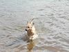 Berger Picard Foto: Dicki liebt das Wasser (ID 12559) Berger Picard Hund
