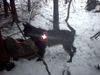 Berger Picard Foto: Ein Picard bei der Arbeit (ID 8699) Berger Picard Hund